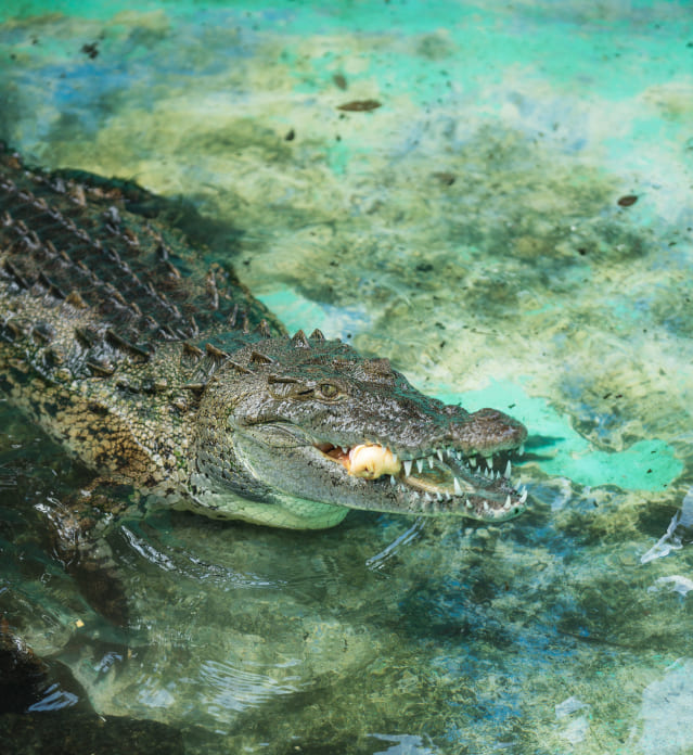 Vanguardia Residences_Departamentos en Puerto Morelos_croco_cun_zoo